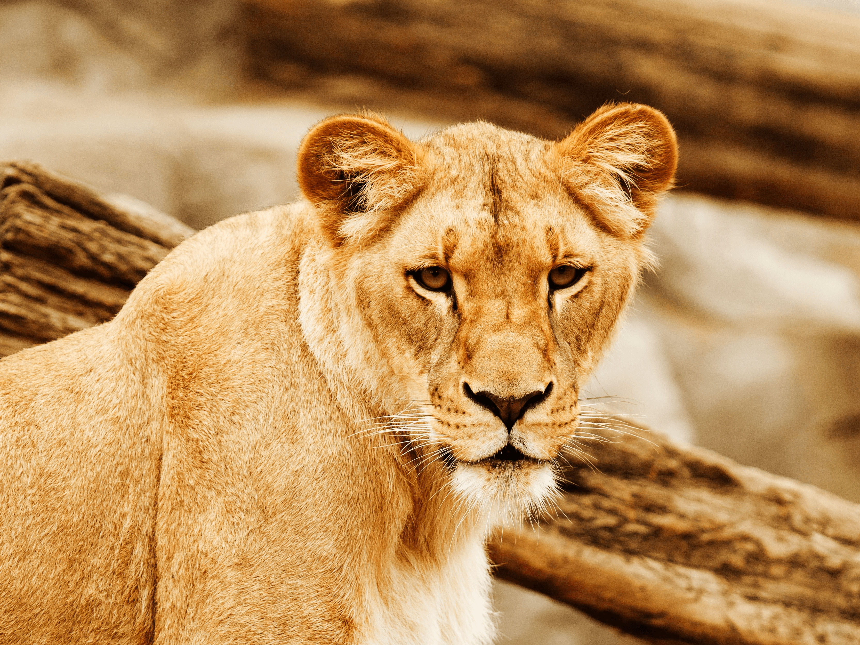 Blood Lions says Creecy’s task team will help bring end to captive lion industry