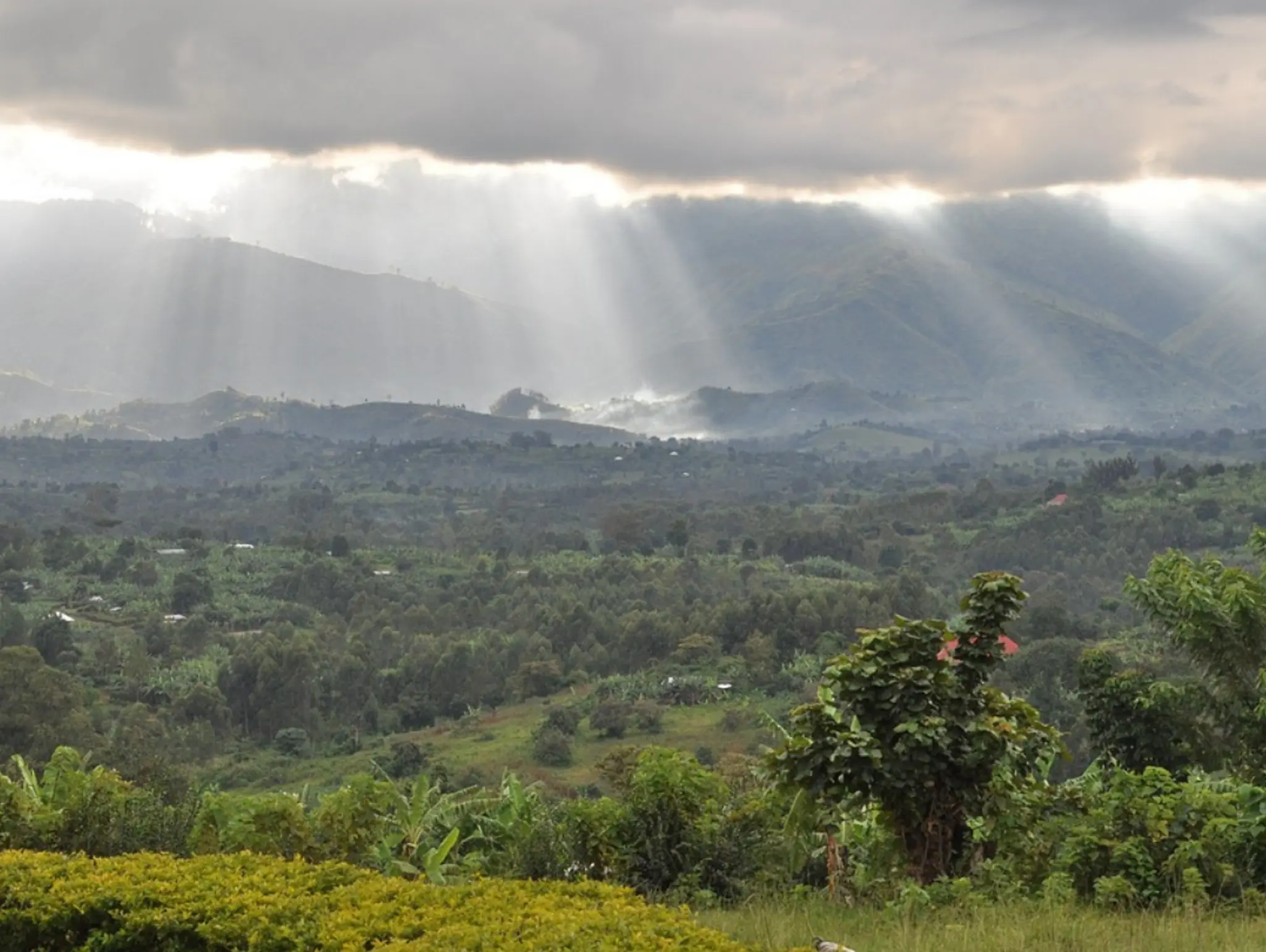 Congo Basin Forest is at a Crossroads: Conservation or Coin?
