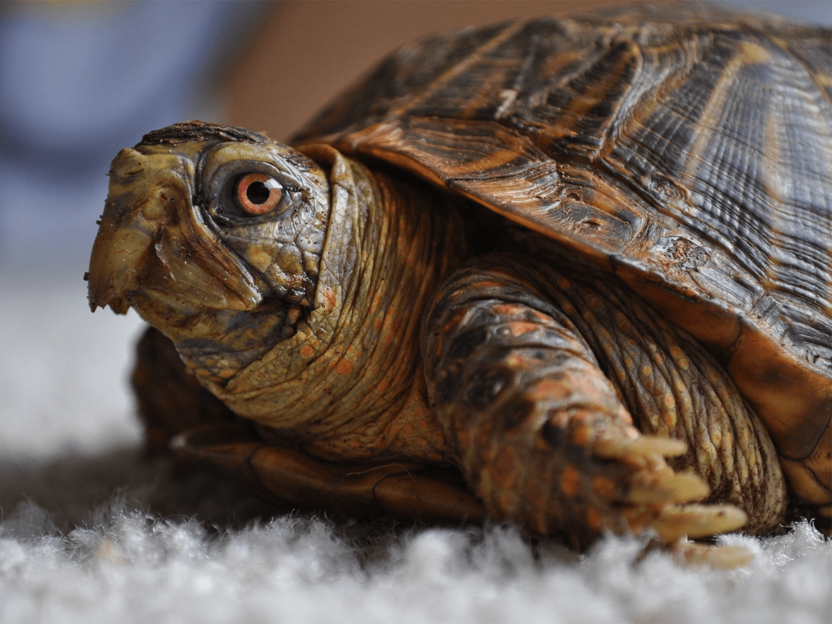 Breaking the shell of the pet turtle trade