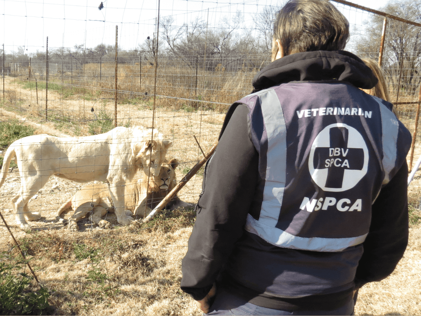 NSPCA urges Minister Creecy to take action during the phasing out of the captive lion industry 