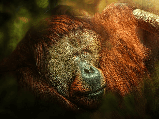 Orangutans - In the Palm of your Hands 