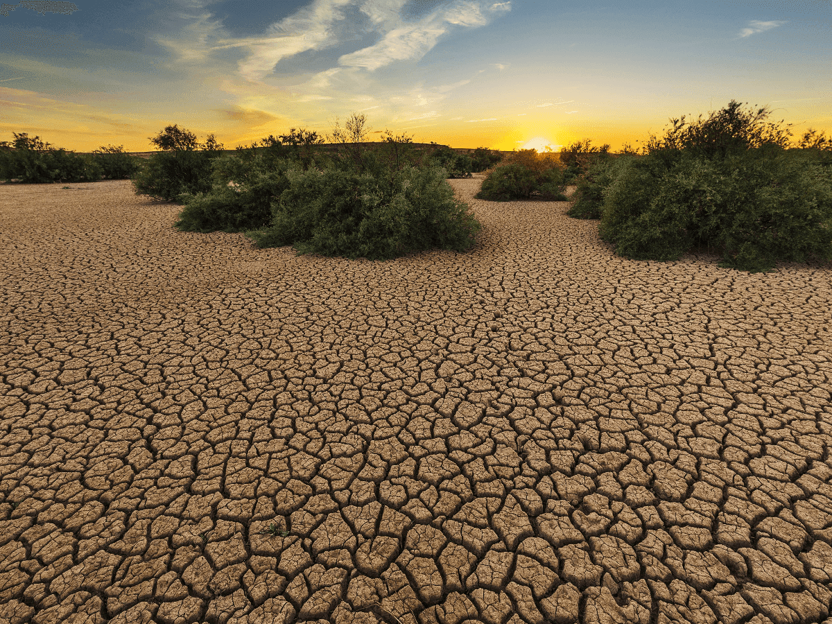 The Effects of Climate Change on Biodiversity