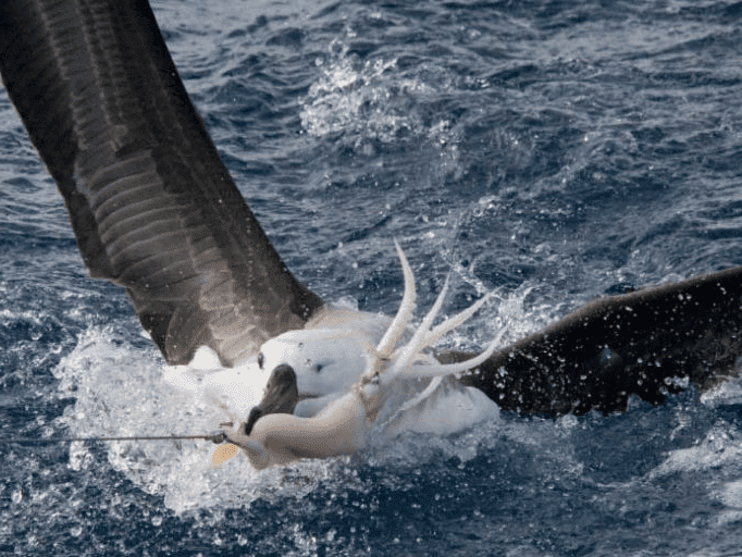 Namibia sees a Reduction in Sea bird by-catch 