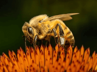 The Buzziness of Bees 