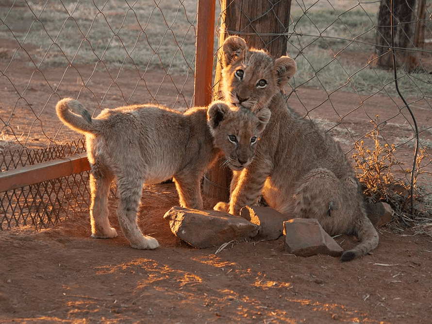 Born to Live Wild – a Tourism Pledge for wildlife