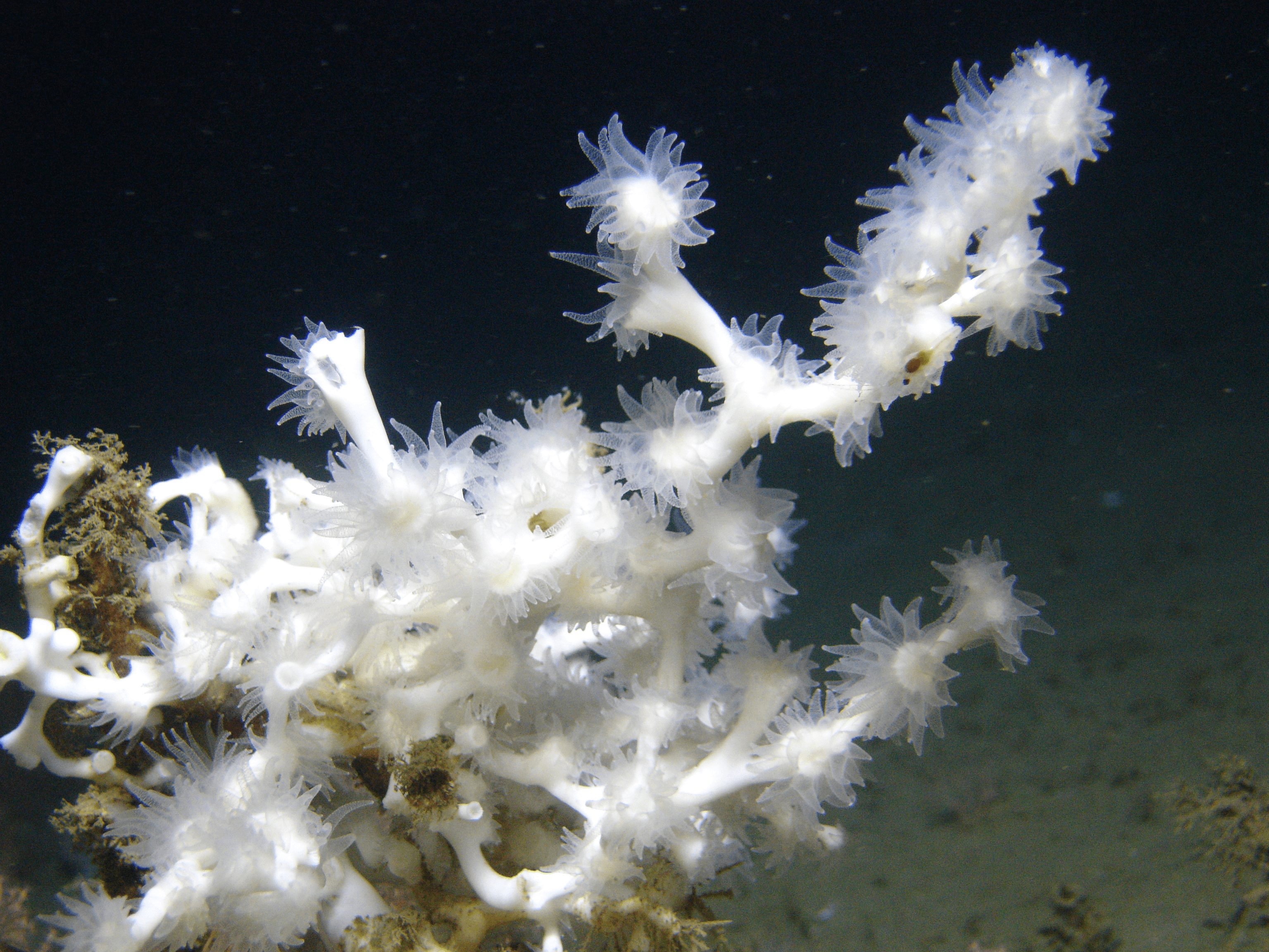 Arctic and Deep-Sea Cold-water Coral Reef: Out of sight but still growing strong