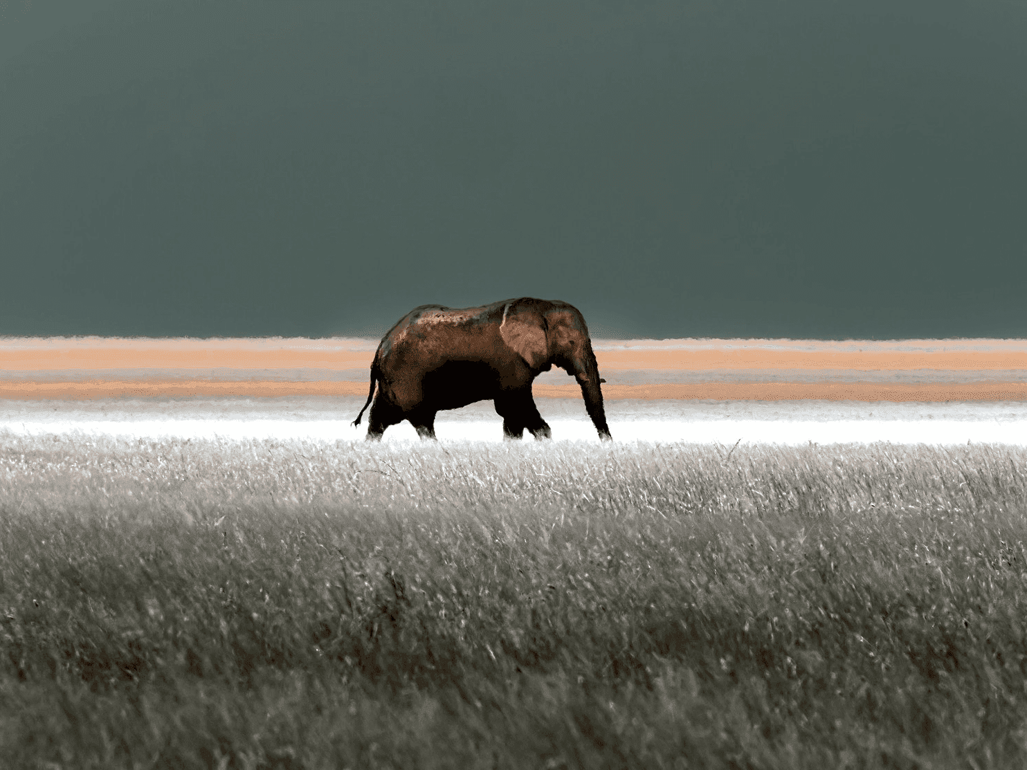 The Elephant Whisperer