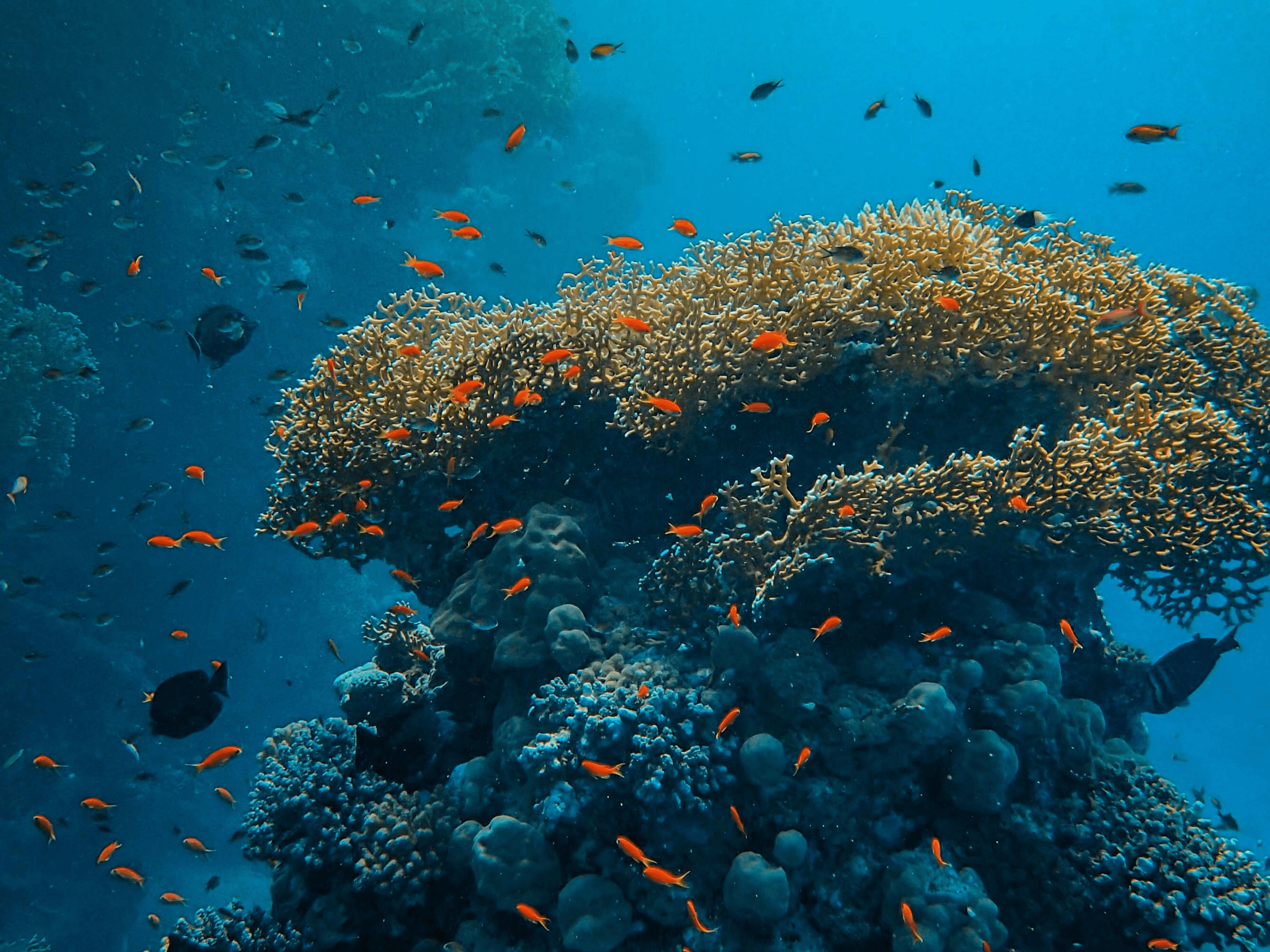 Exploring the Depths: Latest Advances in Marine Biology Research