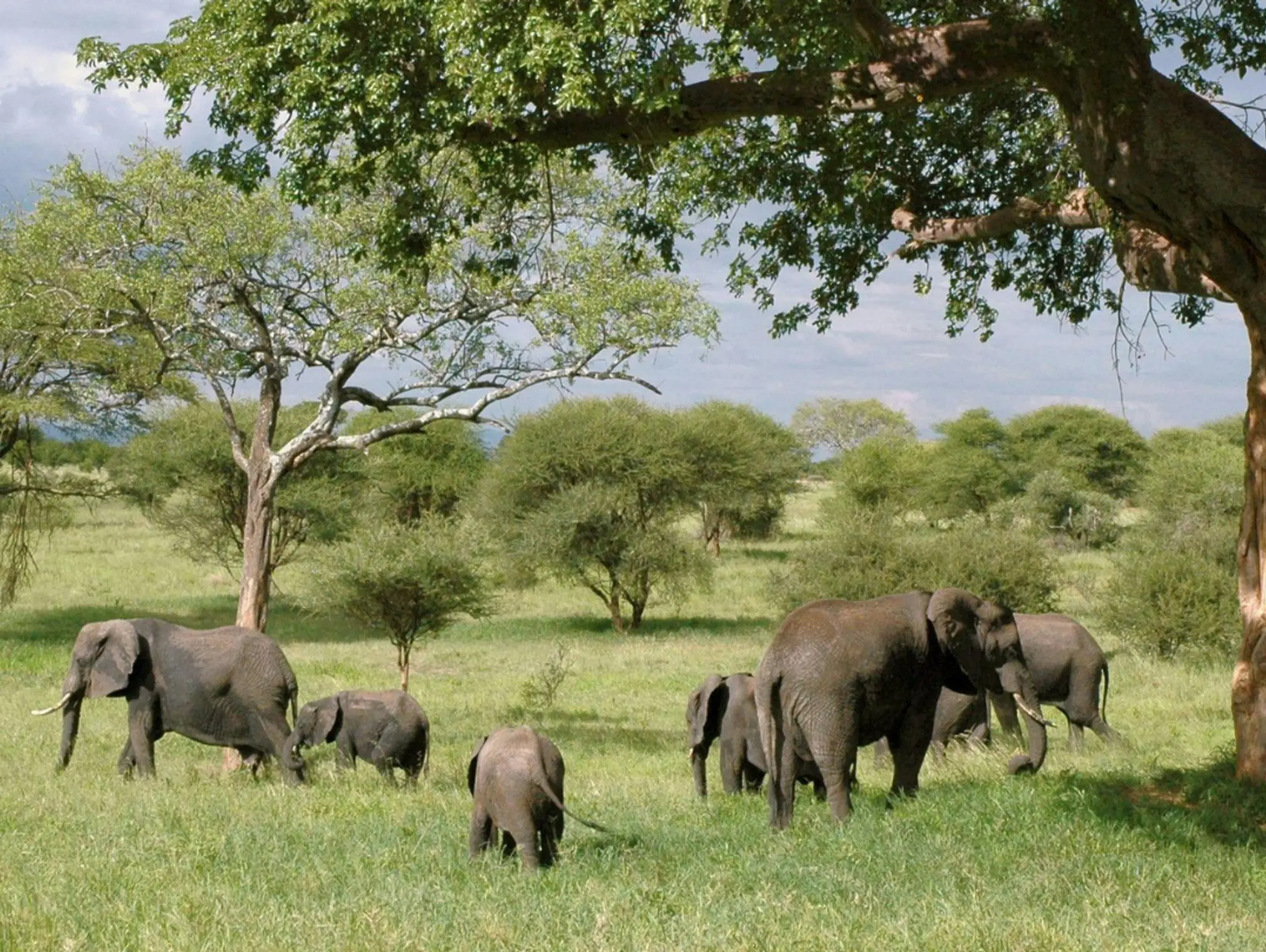Natures Guardians: The Sacred Relationship Between Elephants and Trees