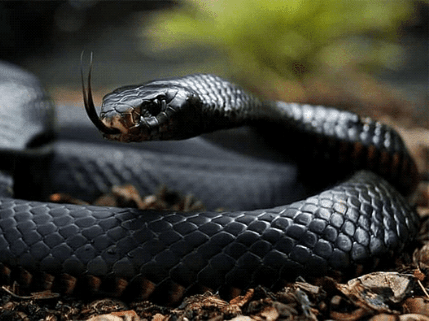 THE LESSON OF THE SNAKE