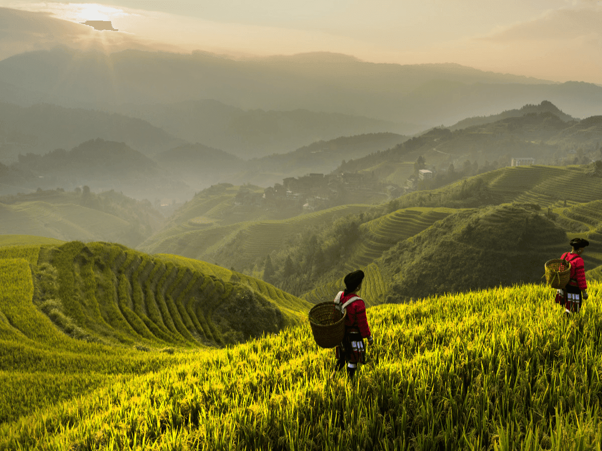 The Green Wall of China