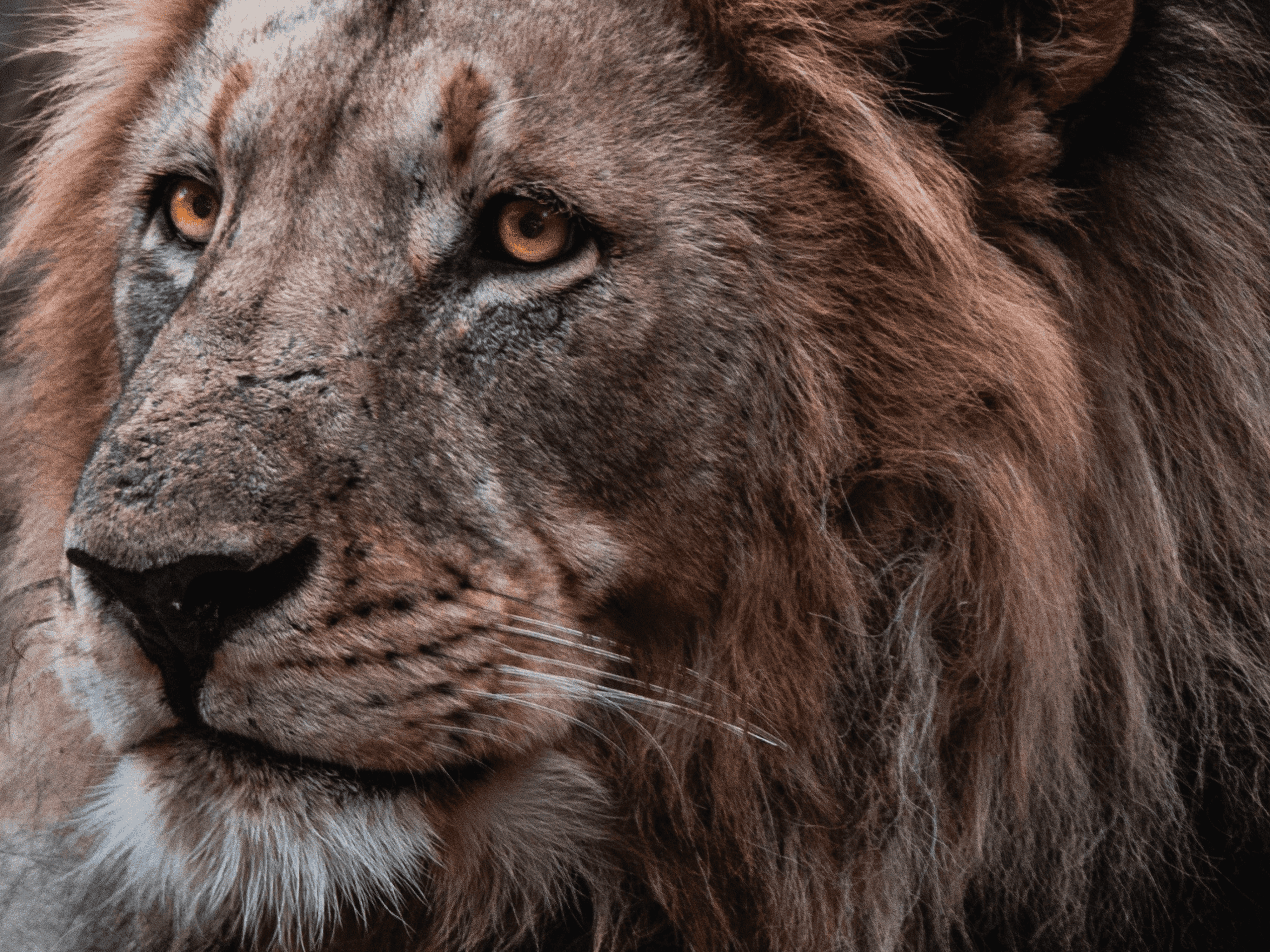 The Blood Lions Story: One Organisation's Quest to Save Africa's Iconic Big Cats