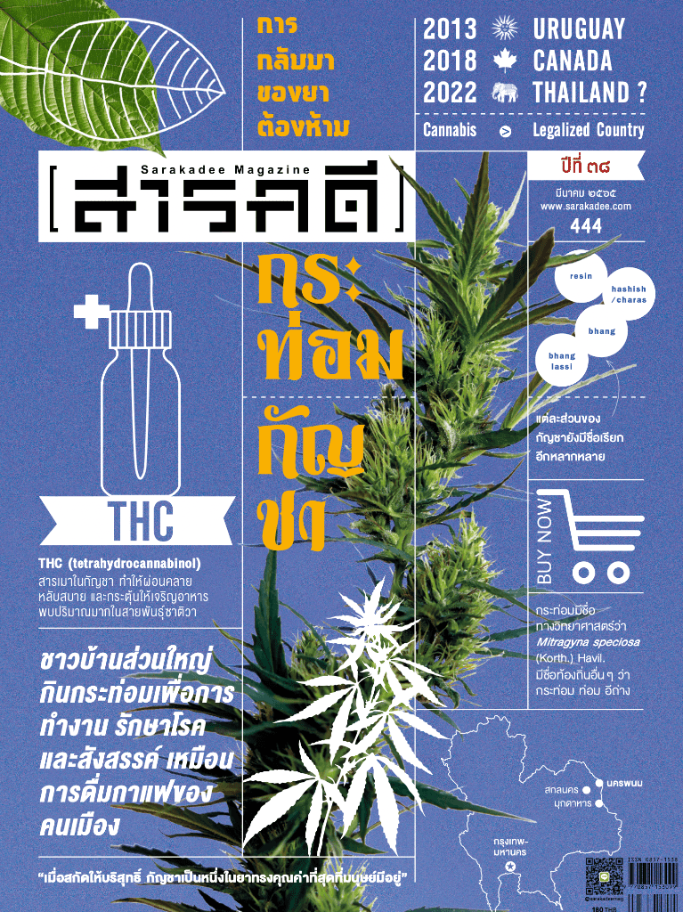 444 กระท่อม-กัญชา การกลับมาของยาต้องห้าม